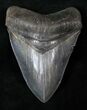 Good Quality Megalodon Tooth - Serrated #14846-1